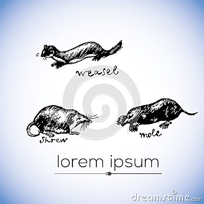 Weasel, shrew, mole vector hand drawn illustration Vector Illustration