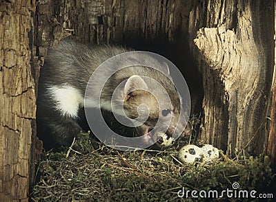 Weasel stealing eggs from nest Stock Photo