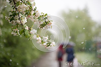 Weather anomalies. Snow in may. Stock Photo