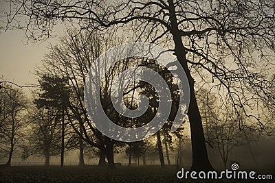Weather / landscape: The sun sets on a foggy Autumn / Fall day over the park. 3 Stock Photo