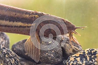 Weather loach portrait in natural aquatic habitat Stock Photo