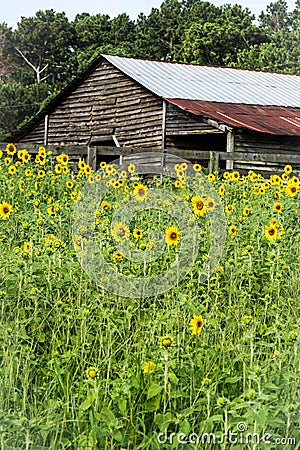 A Weathered Barn Amidst Field of Sunflowers Stock Photo