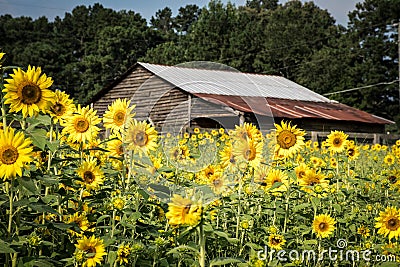 A Weathered Barn Amidst Field of Sunflowers Stock Photo