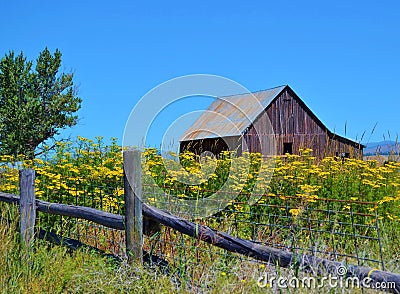 WEATHERED BROWN BARN WITH YELLOW WILDFLOWERS IN FOREGROUND Stock Photo