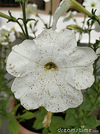 Weathered common white coloured potted petunia flower in my garden Stock Photo