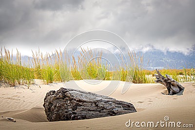 weathered driftwood burried on a sandy beach Stock Photo