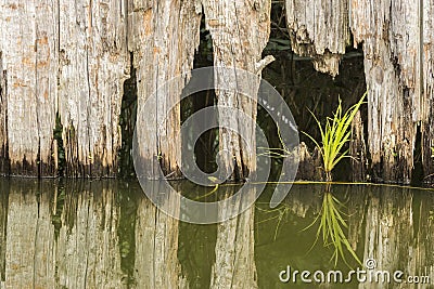 Weathered Fence & Grass Stock Photo