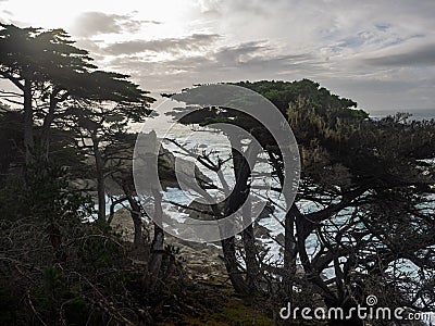 Weathered Monterey Cypress trees at the coast Stock Photo