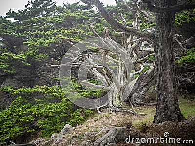 Weathered Monterey Cypress trees Stock Photo