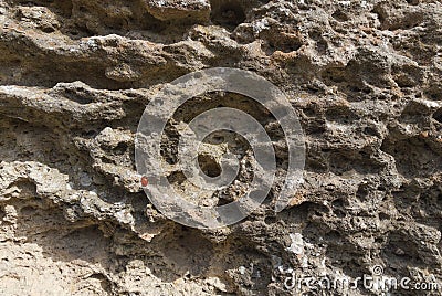 Weathered sandstone surface. Seacoast. Crimea, Sevastopol. Stock Photo