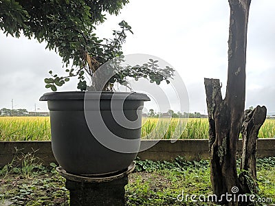 Weathered trees and potted bonsai plants Stock Photo