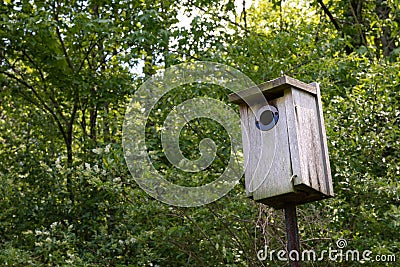 Weathered wood birdhouse mounted on a pole, trees background Stock Photo