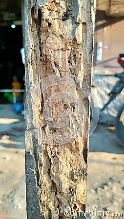 weathered wood termites Stock Photo