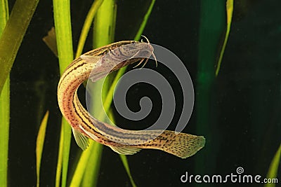 Weatherfish Misgurnus fossilis, in the pond Stock Photo