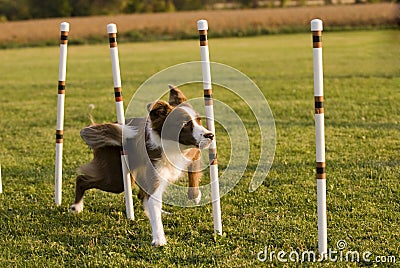 Weave poles Stock Photo