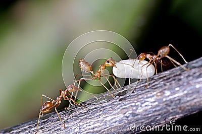 Weaver ants Stock Photo