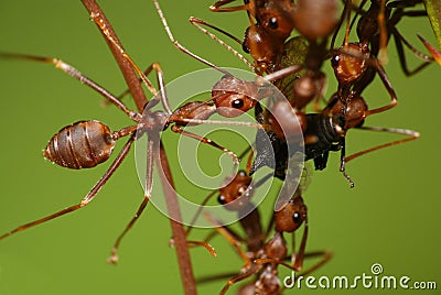 Weaver ants eat treehopper Stock Photo