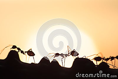 Weaver ants or green ants walking and transmit social signals on Stock Photo