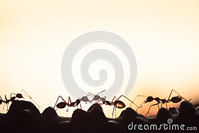 Weaver ants or green ants walking and transmit social signals on Stock Photo