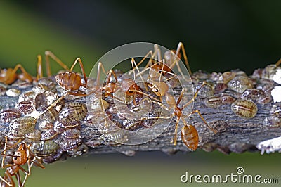 Weaver ants and scale insects Stock Photo