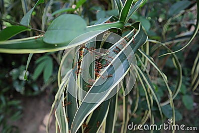 Weaver ants trying to make a nest by pulling yellow stripe green color leaves together Stock Photo