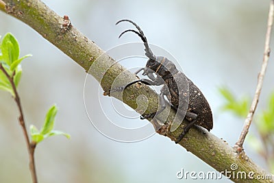 Weaver beetle, Lamia textor on willow twig Stock Photo