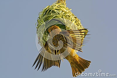 Weaver bird building nest Stock Photo