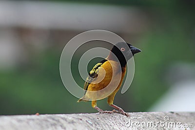 Colorful , yellow black stripes Weaver bird at alert Stock Photo