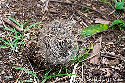 Weaver bird nest, empty nand fallen from a tree, Mauritius Stock Photo