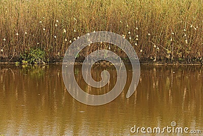 WEAVER`S NESTS AND REEDS REFLECTING IN WATER Stock Photo
