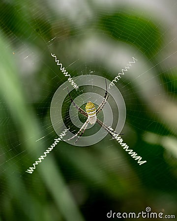 The weaver spider builders of spiral wheel-shaped webs. Stock Photo