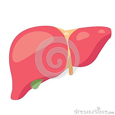 Liver illustration. Illustration of liver. Gallbladder illustration. Drawing of gallbladder Cartoon Illustration