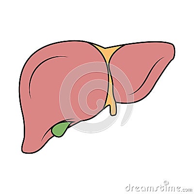 Liver illustration. Illustration of liver. Gallbladder illustration. Drawing of gallbladder Cartoon Illustration