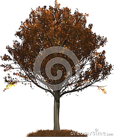 Autumn Oak tree illustration Vector Illustration