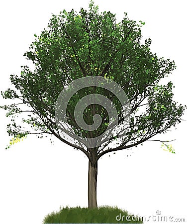 Spring Oak tree illustration Vector Illustration