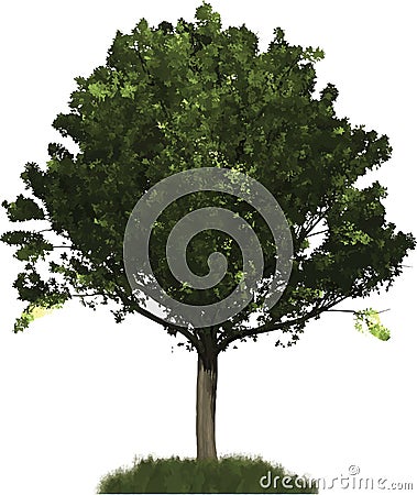 Summer Oak tree illustration Vector Illustration