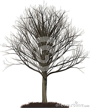 Winter Oak tree illustration Vector Illustration