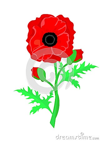 Web. Vector illustration of a bright poppy flower. Remembrance day symbol. Cartoon Illustration