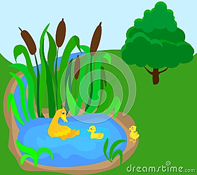 Mother duck is swimming with her three little ducklings near by forest stream. Stock Photo