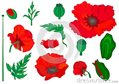 Web. Poppy. Beautiful bright realistic flowers of red color on a white background. Vector illustration. Cartoon Illustration