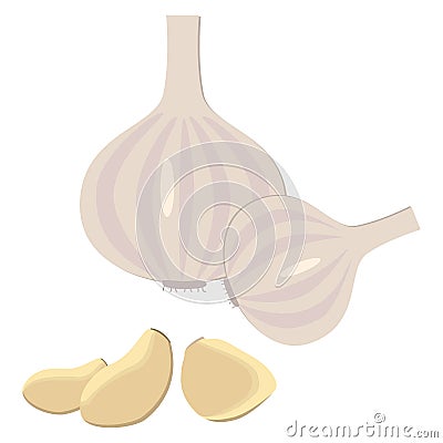 Vegetables. Vector image of garlic flat style Vector Illustration