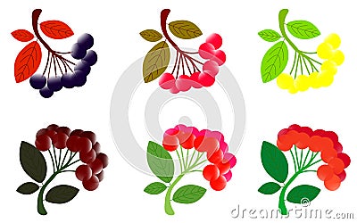 Hawthorn. Hawthorn with leaves. Watercolor illustration on white background. Cartoon Illustration