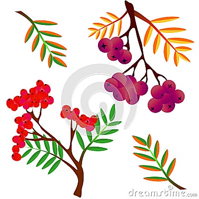 Seamless background with ash-berry Watercolor rowan Stock Photo