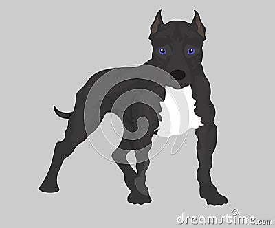 Web Image set of dogs: American Pit Bull Terrier. Vector illustration Cartoon Illustration