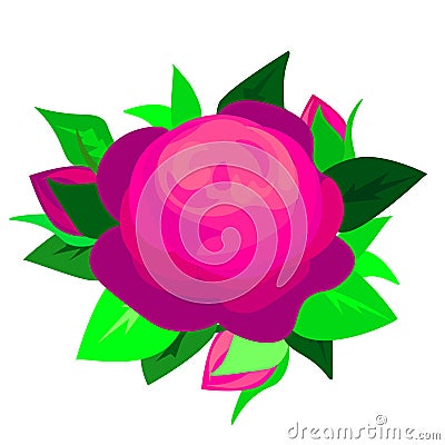 Web Purple Blue Rose Flower, Sexy and beautiful and rose bud isolated on white background. Vector illustration Cartoon Illustration