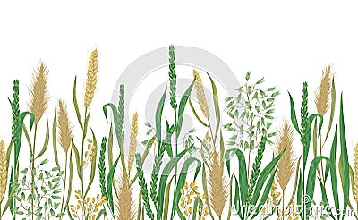 Seamless border with cereals. Barley, wheat, rye, rice and oat. Collection decorative floral design elements. Vector Illustration