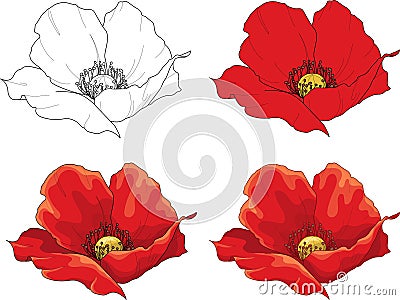 Poppy flower four different ways. Vector Illustration