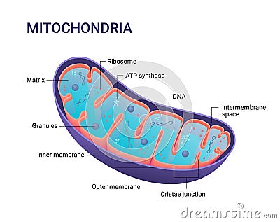 Vector diagram of Mitochondria. Cross-section view. Medical infographics. Stock Photo