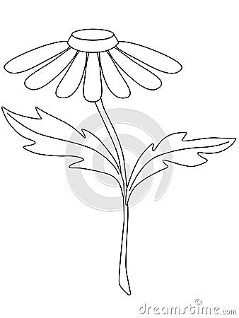 Chamomile. Garden chamomile flower with a stem and two leaves. Decorative camomile for bouquets - vector linear picture for colori Vector Illustration