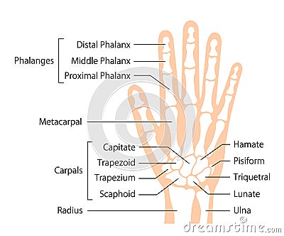 Hand bone flat vector illustration human anatomy Vector Illustration